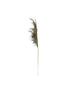 ΔΙΑΚΟΣΜΗΤΙΚΟ ΛΟΥΛΟΥΔΙ PAMPAS GRASS 6977 ΚΑΦΕ ΧΡΩΜΑ 6x6x120cm